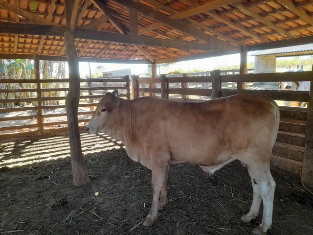 Tourinho senepol e vacas caracu 