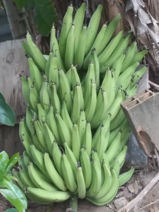 Mudas de banana da terra