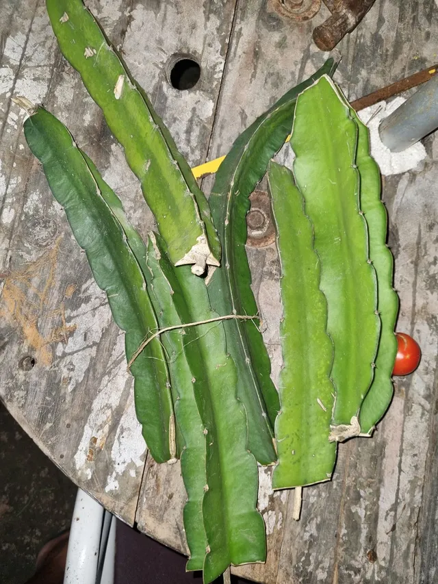 Mudas de Pitaya 