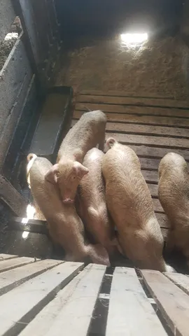 Vendo porcos. 50 dias.