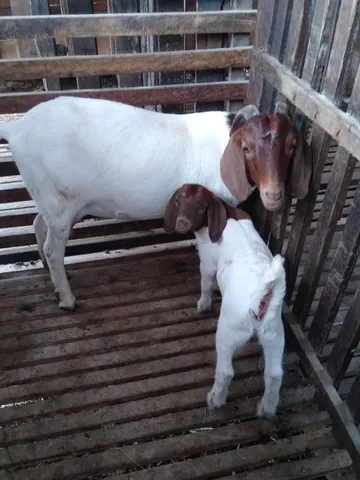 Cabrita Boer PO 