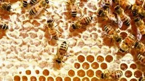 Colméias para apis melifera 