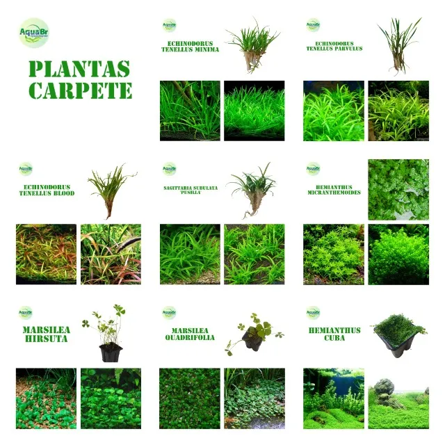 Plantas Naturais para Carpete Aquario Plantado, a partir de R$15,00 mai de 25 variedades