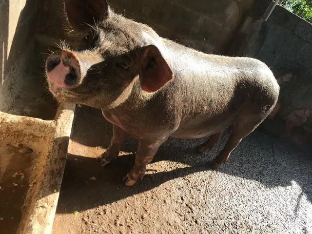 Vendo porca 