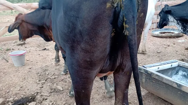 Vendo bezerros novilhos e novilhas e bezerras troco 