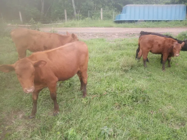 Vendo terneiras