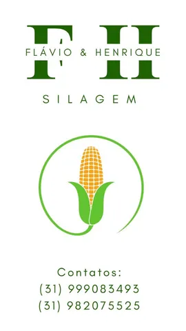 Silagem de milho 