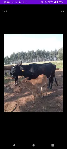 Vende-se vacas 2.500 cada e bezerros 1.200 cada bezerros 
