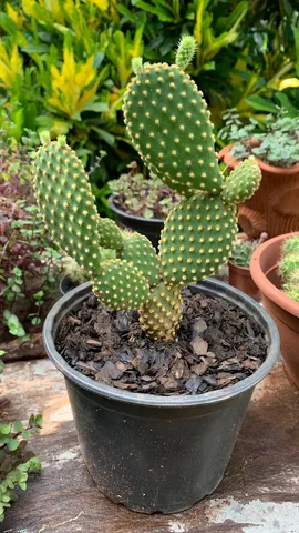 Muda planta cacto orelha de mickey