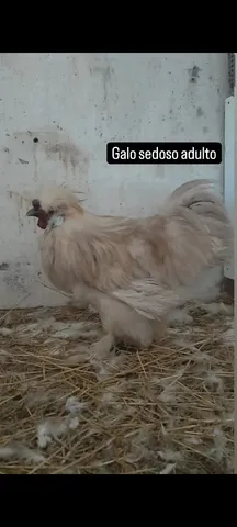 Sedoso adulto 