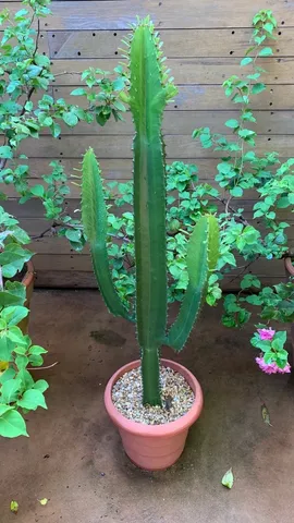 Muda planta Cacto candelabro 