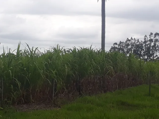 Vendo capineira