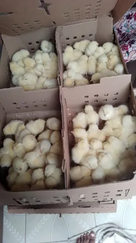Pintos a pronta entrega 