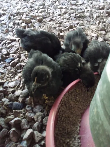 5 filhotes de Mini cochin 2 meses