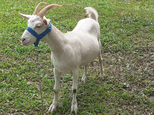Cabra