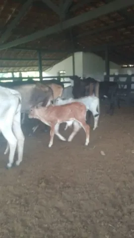 Vendo gado 