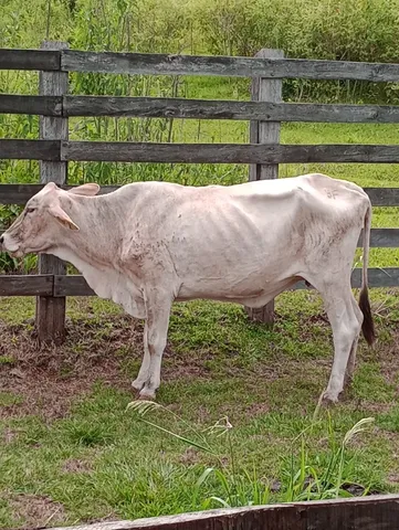 Vacas 