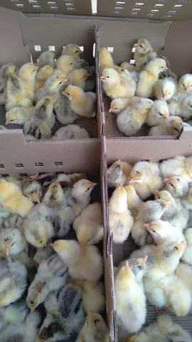 Pintos disponível a pronta entrega 