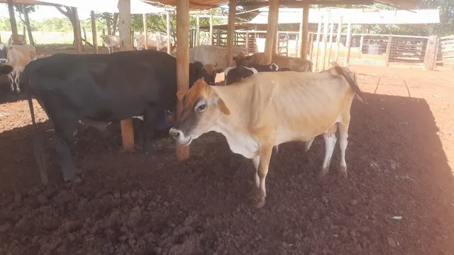 Vacas leiteiras Jersey