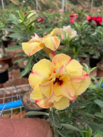 Rosas do deserto