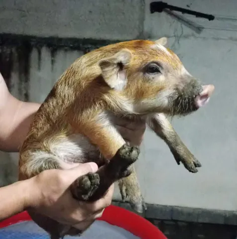 Porquinho