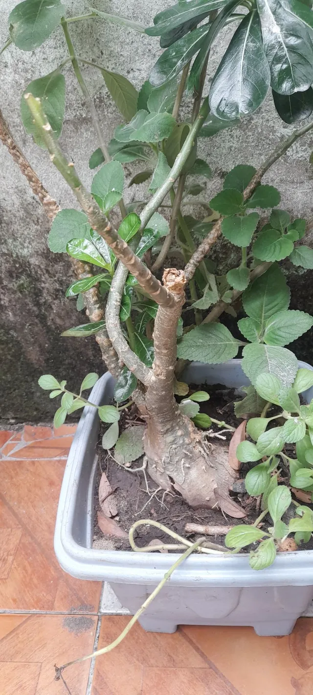 Rosa do deserto