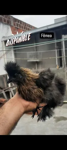 Sedosa do Japão 