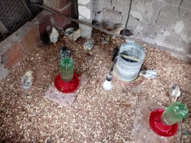 Pintinhos Caipira com 10 Dias de Vida