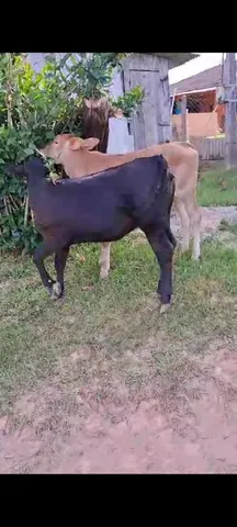 Novilhas vaquinhas bezerros a venda 