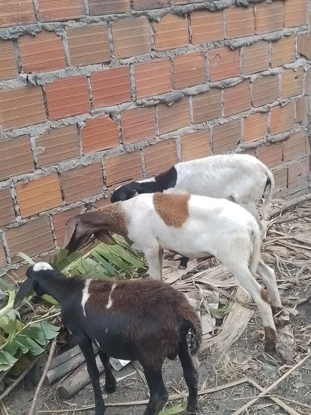Ovelhas e carneiro faço entrega 