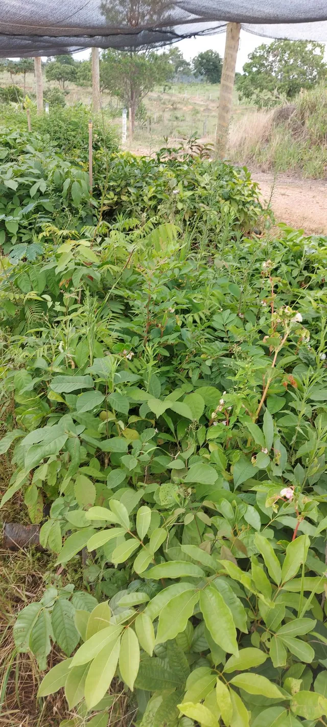 Mudas Nativas do Cerrado, Plantio, manutenção e monitoramento - (Reflorestamento)