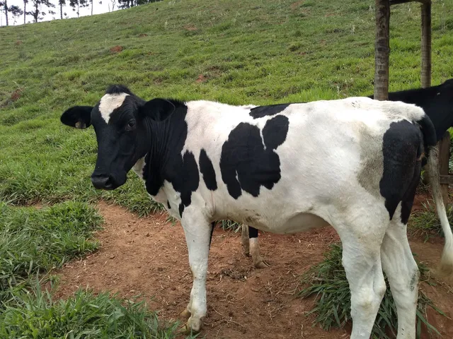 Vendo duas novilhas prenhas de procedência 