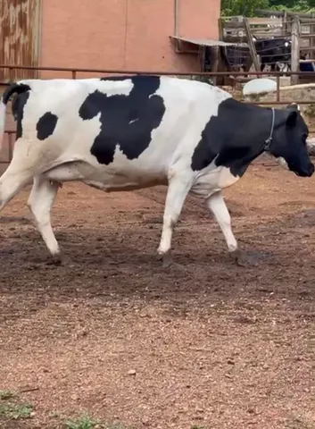 Vaca leiteira 