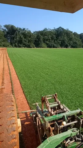 Gramas Esmeralda e São Carlos no Palete