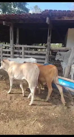 Garrotes e bezerros próximo ao lago oeste Brasilia-DF
