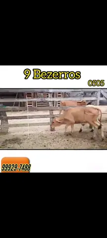 9 Bezerros