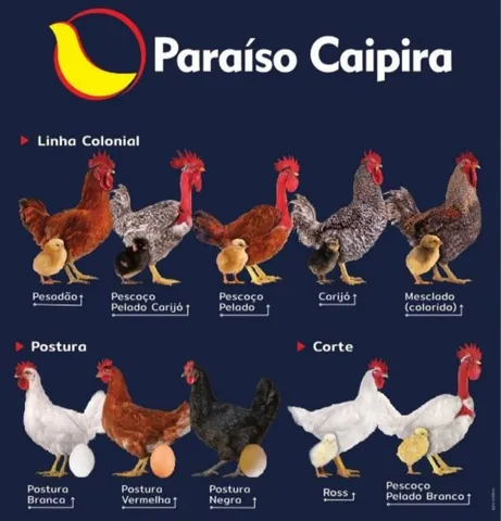 Pinto caipira de 1 dia 