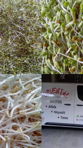 VENDO empresa de produção de brotos comestíveis. 