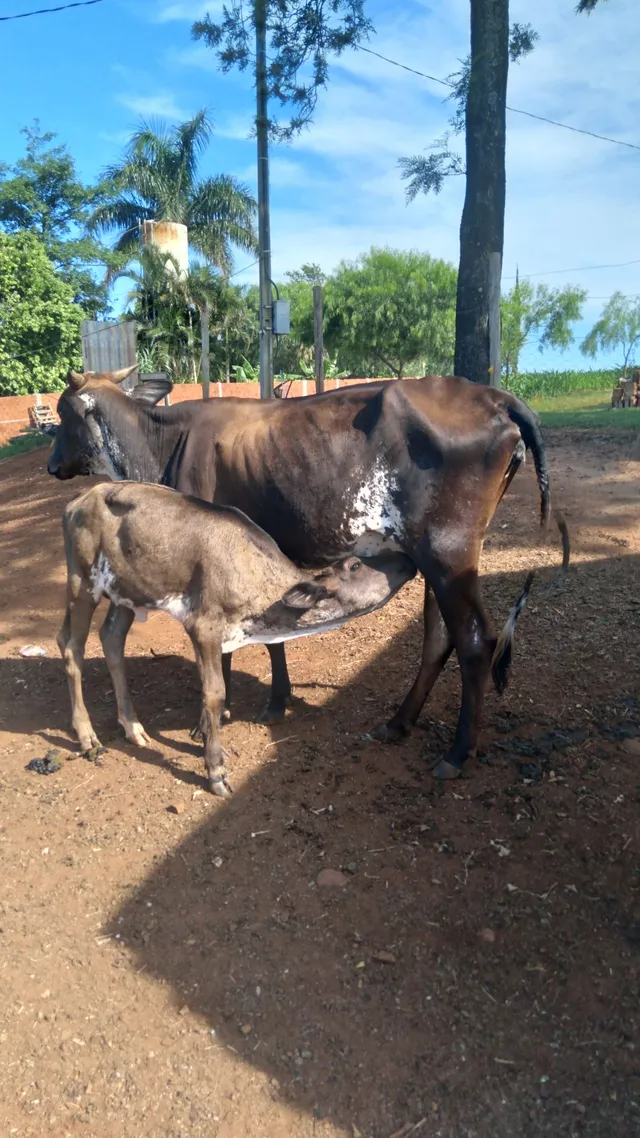 Vaca girolanda com bezerra anelorada