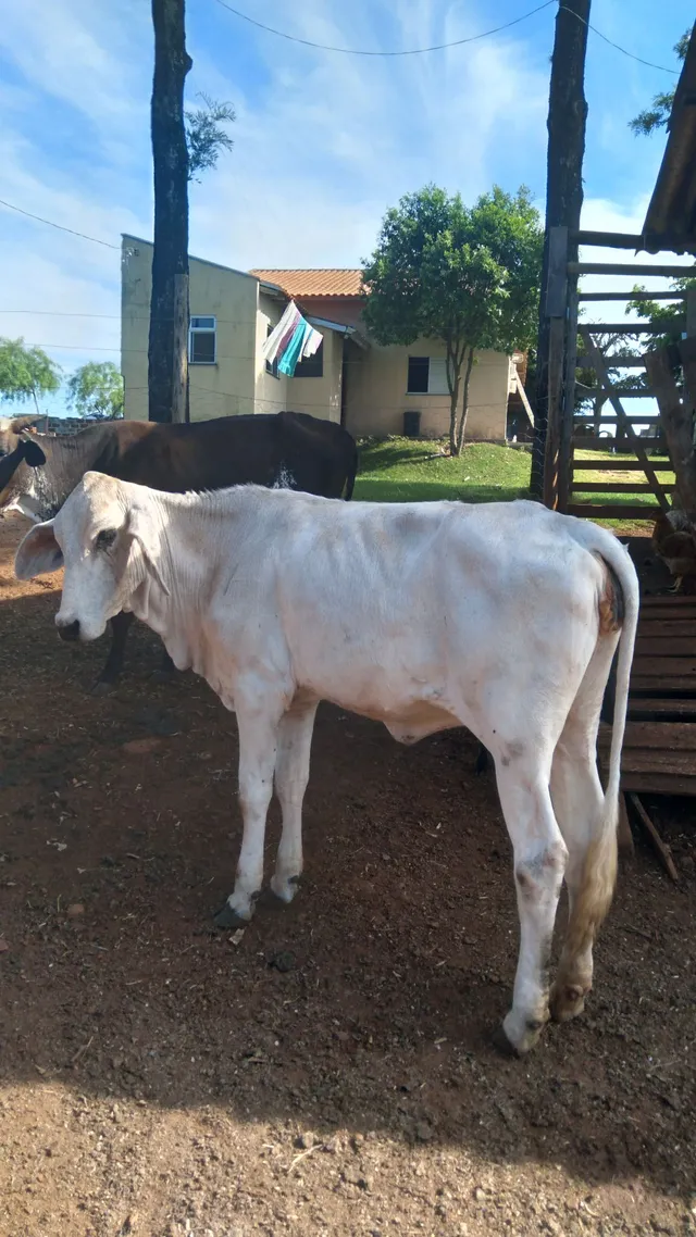 Novilha anelorada um ano e meio 