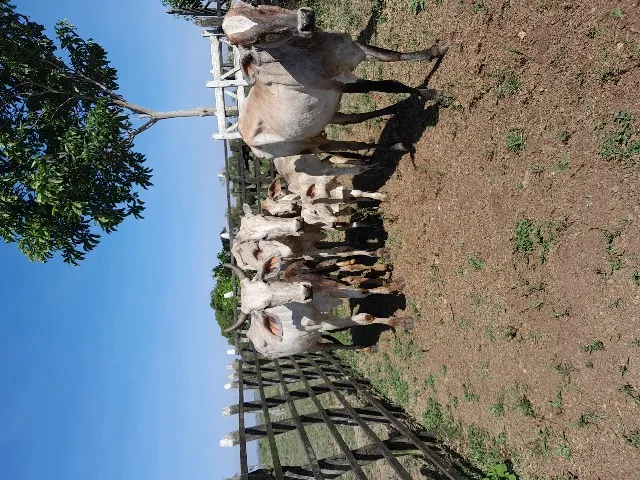 Vendo 3 vacas parida todas 1 parto ,bezerros 2 macho e 1 fêmea.