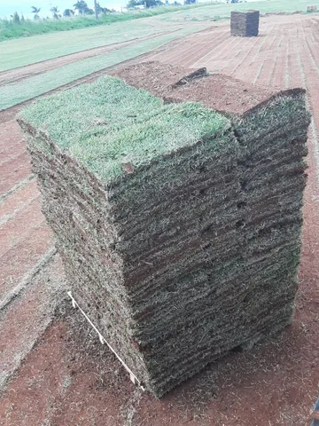 Gramas Esmeralda e São Carlos em Tapete Natural