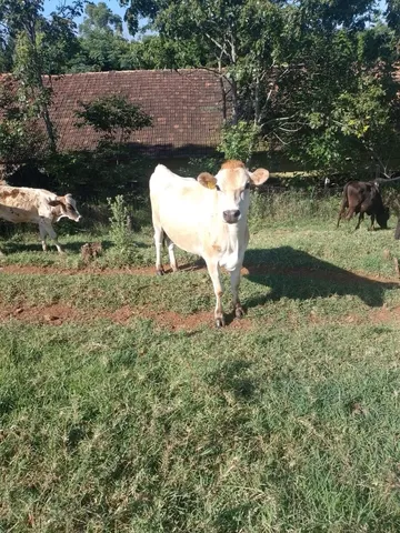 Vende-se Novilhas gersy 