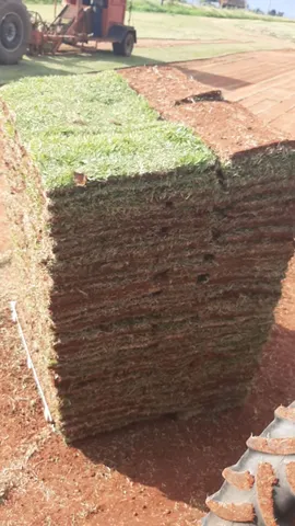 Gramas Esmeralda e São Carlos no Palete