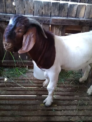 Bode Boer PO 