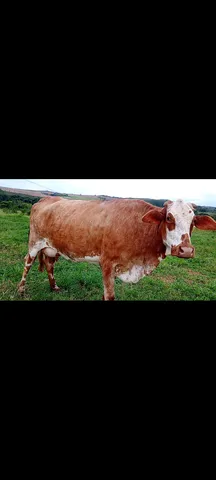 Vacas paridas leite