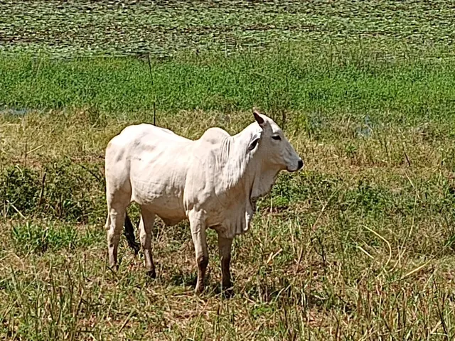 Novilhas nelore 