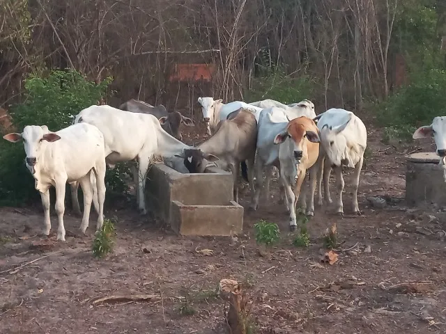 Bezerros a venda