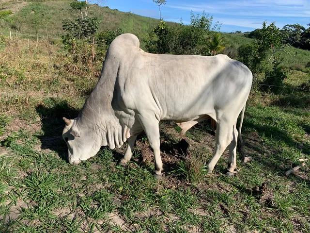 Boi, vacas e bezerras 
