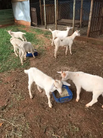 Bodinhos Saanen 